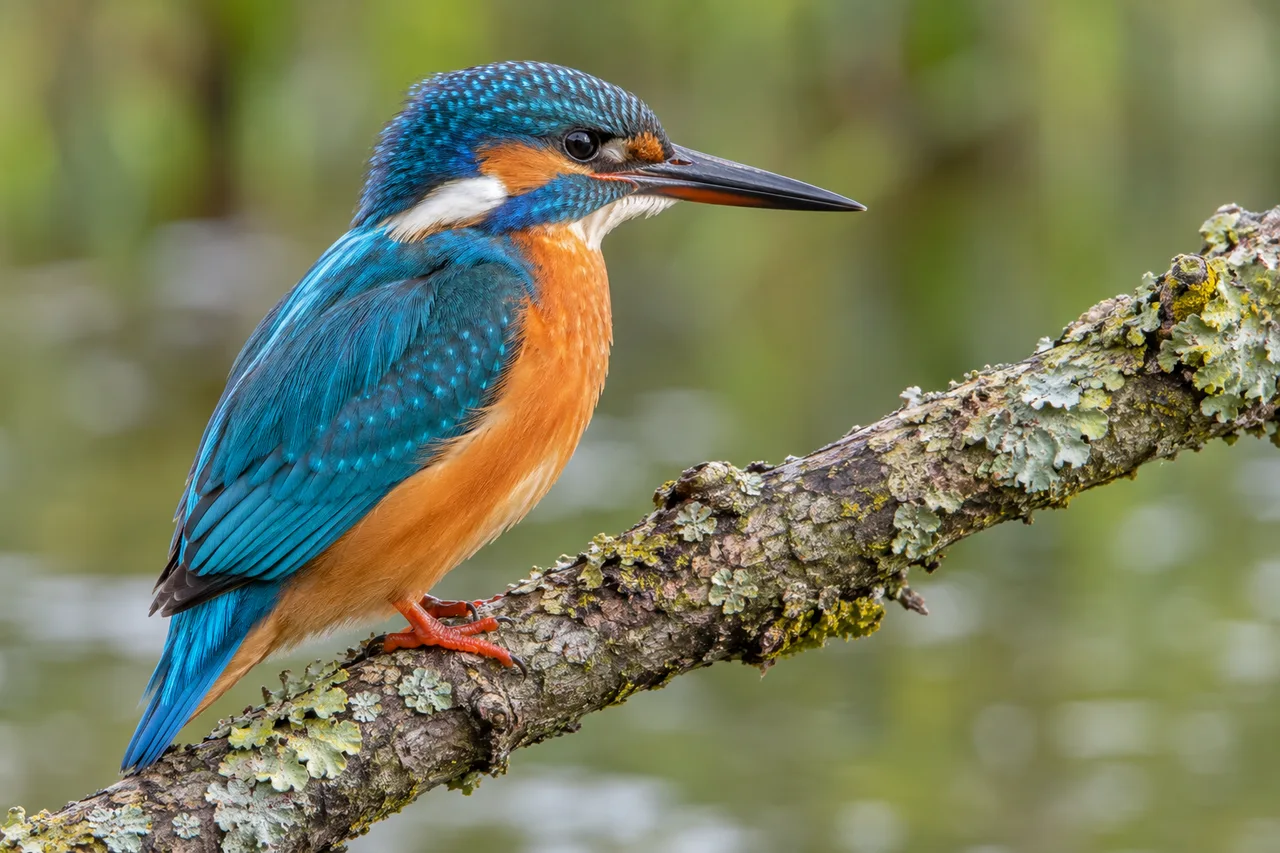 Generated kingfisher sample used to compare physical print sizes from the same pixels.